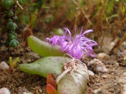 Diplosoma retroversum flowering at two stages